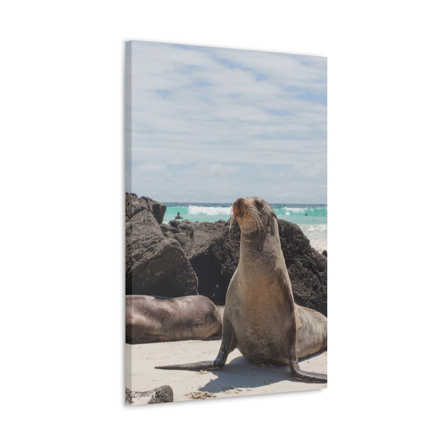 Seaside Seals Canvas