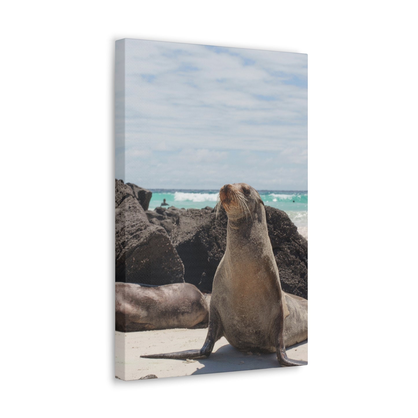 Seaside Seals Canvas