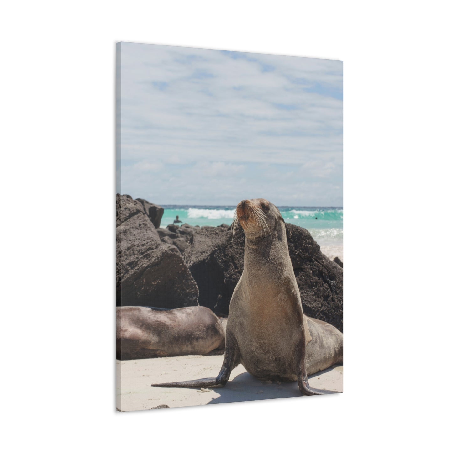 Seaside Seals Canvas