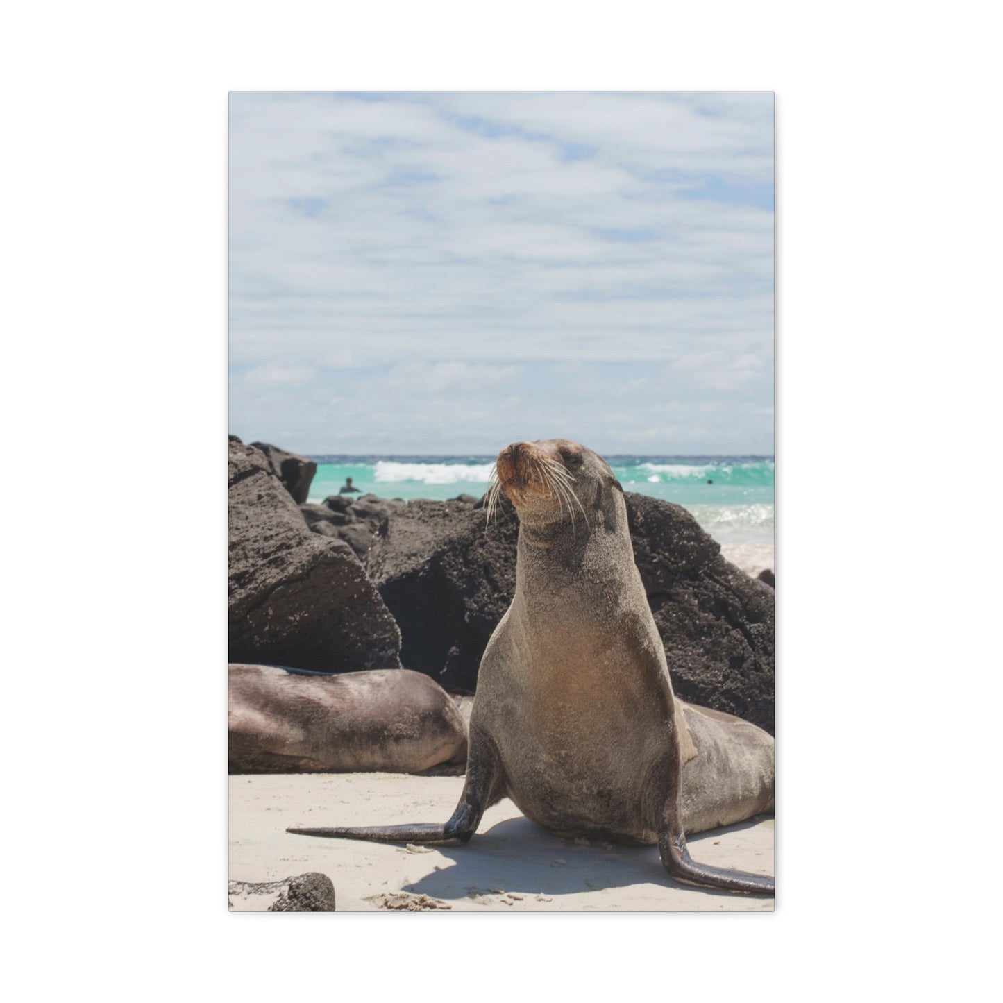 Seaside Seals Canvas