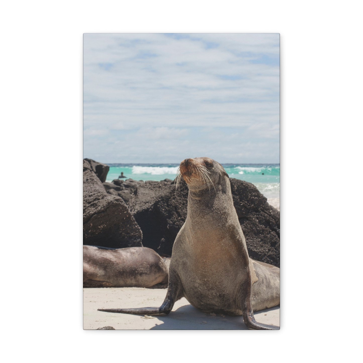 Seaside Seals Canvas