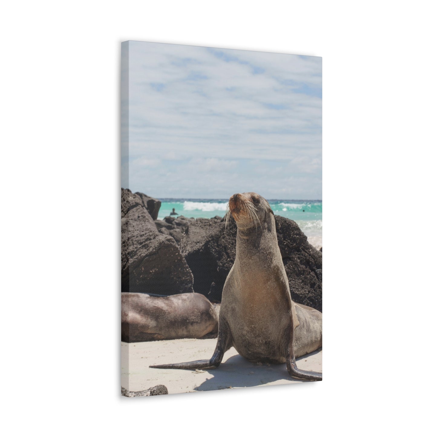 Seaside Seals Canvas